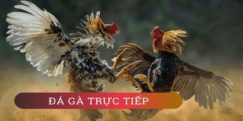 Chọn nhà cái uy tín để tham gia chơi đá gà cựa sắt để được bảo vệ quyền lợi tốt nhất